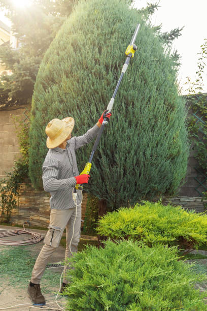 Best Tree and Shrub Care  in Columbus Grove, OH